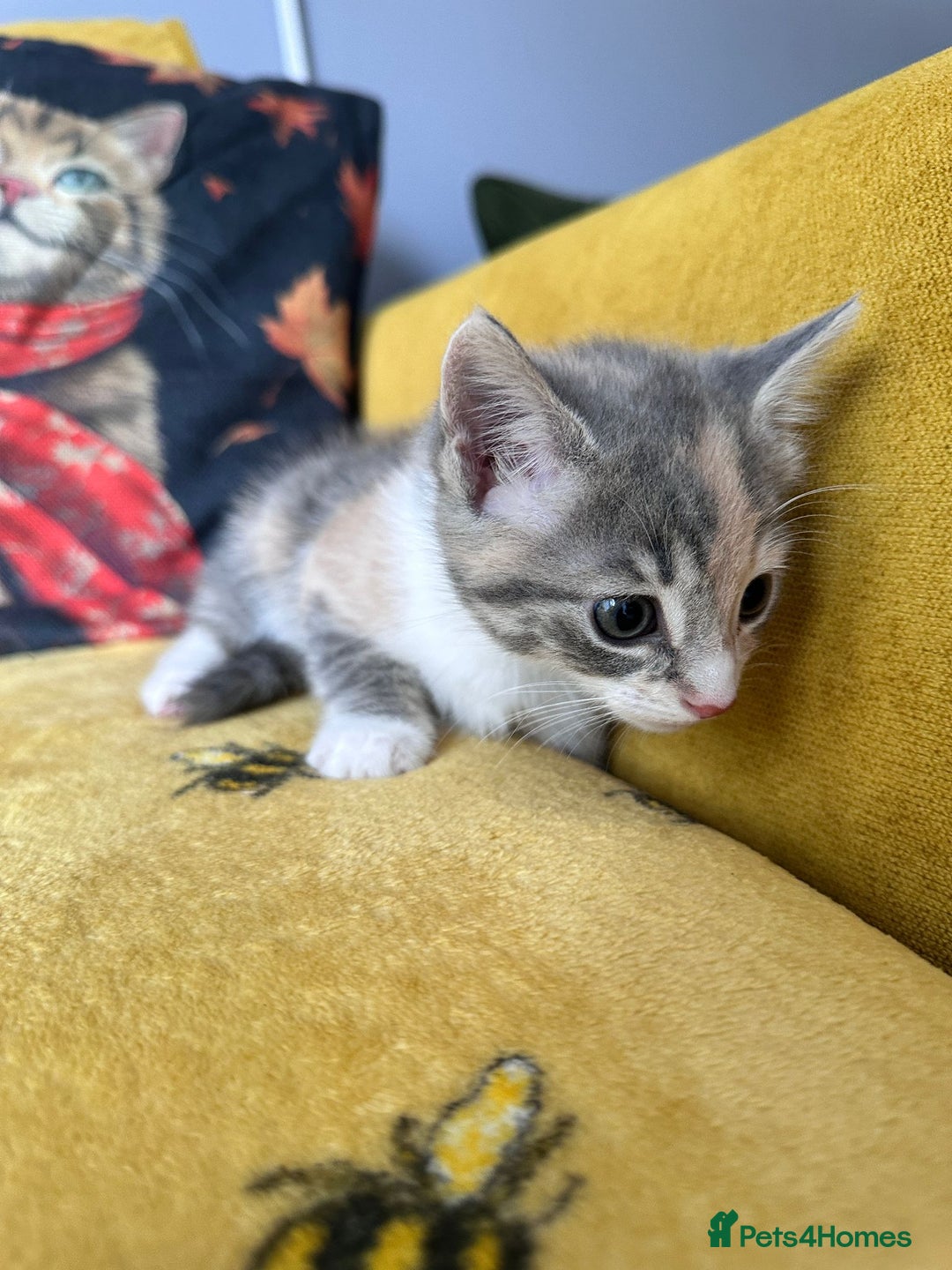 Mixed Breed cats for sale: Kittens for sale - Image 5