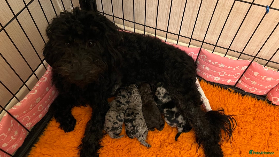 Labradoodle dogs for sale: F1b Labradoodles, Miniature Health tested parents - Advert 2