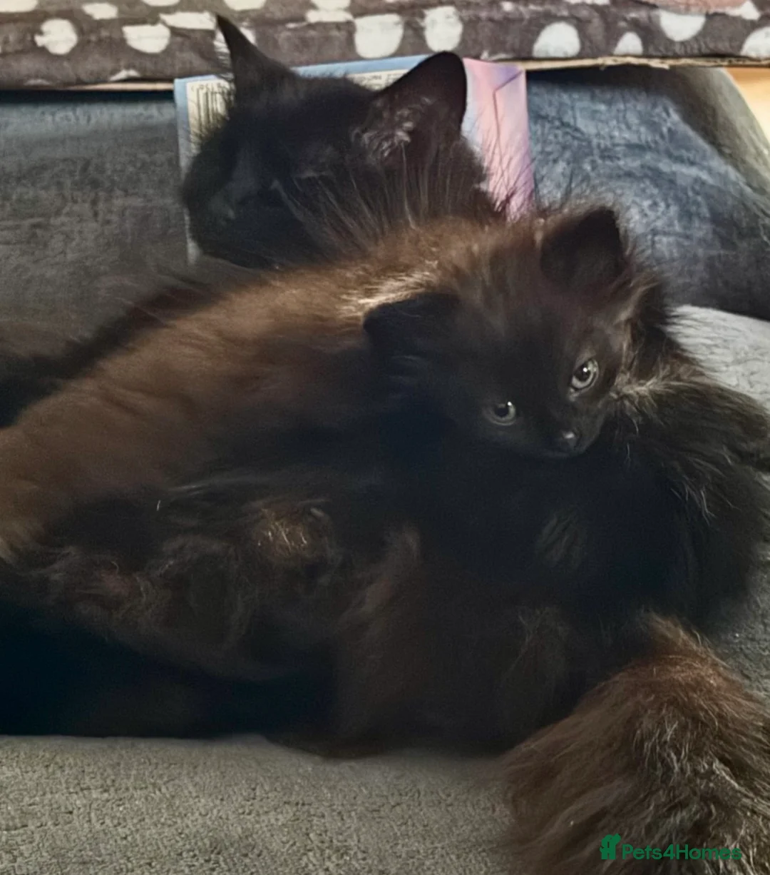 Mixed Breed cats for sale: Last 2 black cats 1 boy 1 girl 💙🩷 - Advert 2