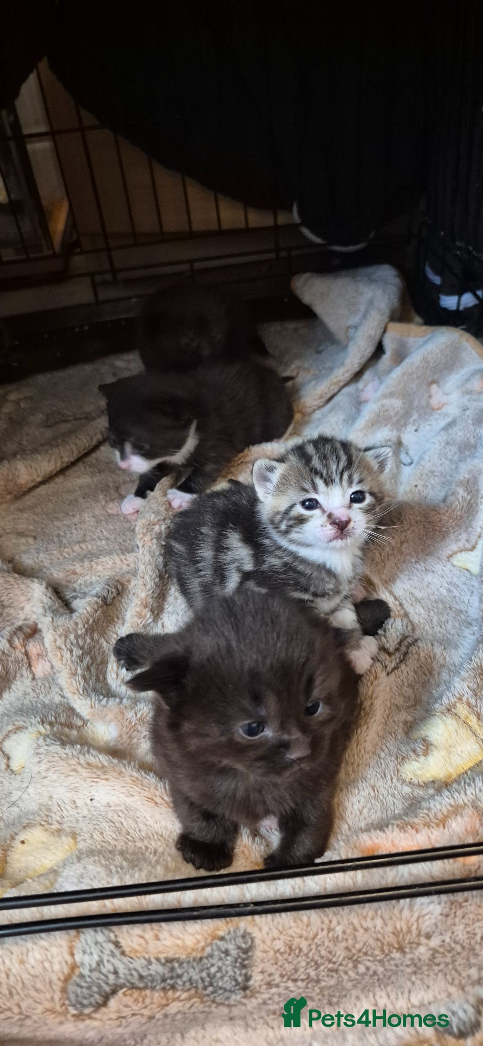 Mixed Breed cats Bengal cross kittens  - Advert 1