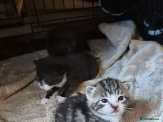 Mixed Breed cats Bengal cross kittens - Advert 1