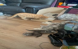 Maine Coon cats for sale: 3/4 Maincoon Cross - Image 8