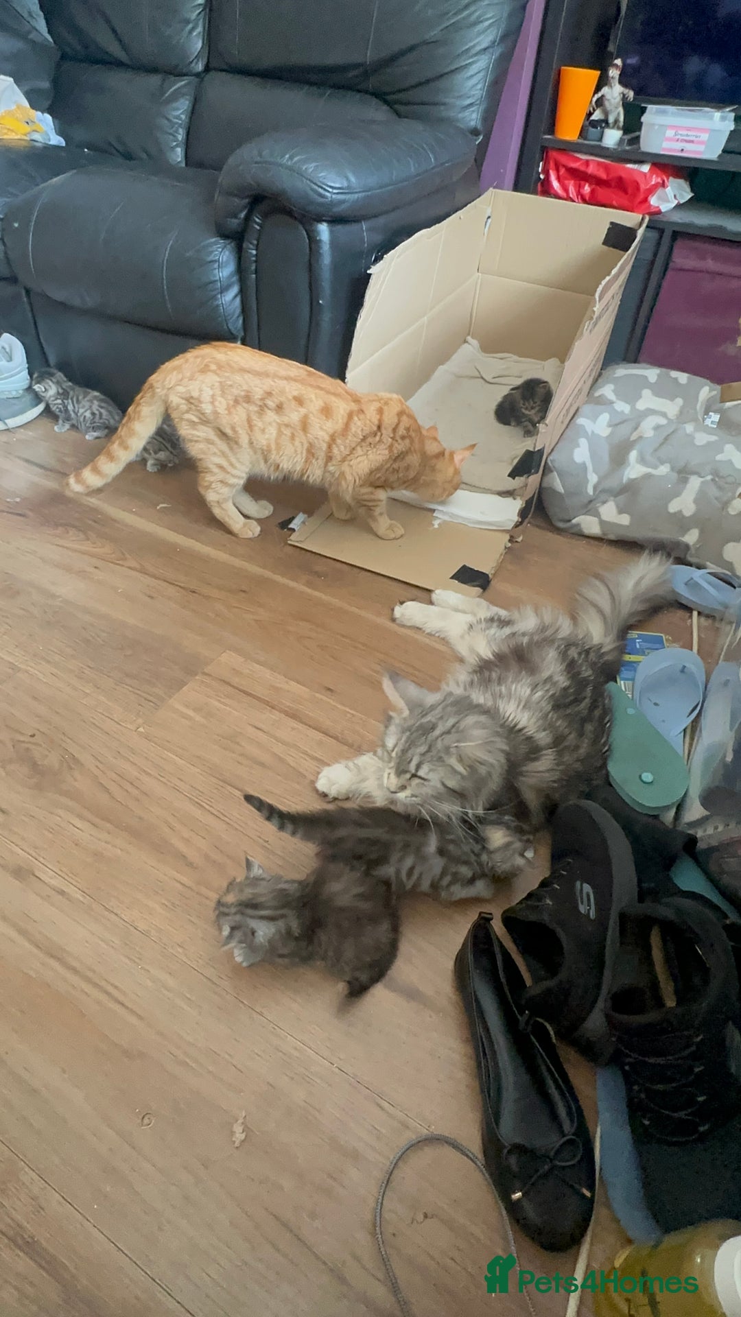 Maine Coon cats for sale: 3/4 Maincoon Cross - Image 8