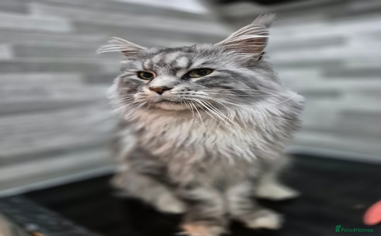 Maine Coon cats in Heckmondwike - Advert 1