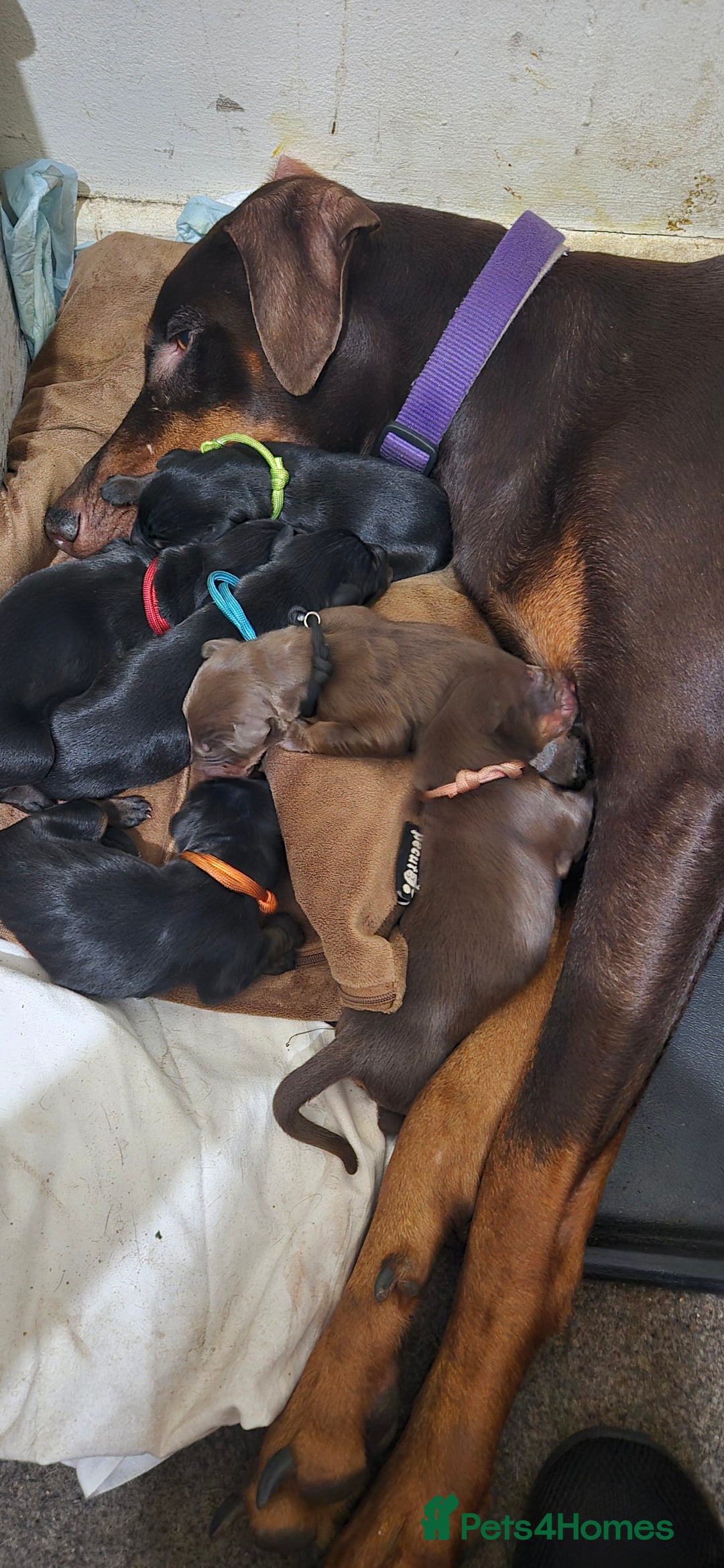 Dobermann dogs for sale: Dobermanns for Sale - Advert 24
