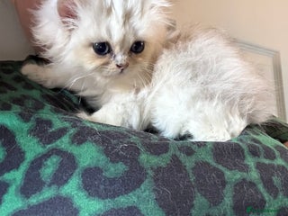 Persian cats Price reduced!! 2 Persian silver tipped chinchilla - Advert 15