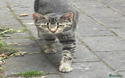 American Shorthair cats for sale: 4 BEAUTIFUL KITTENS FOR SALE - Image 9