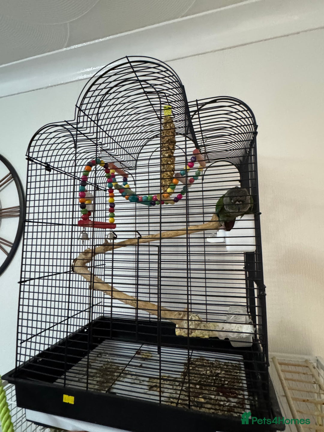 Conures birds for sale: Kewi… - Advert 2