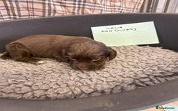 Cocker Spaniel dogs for sale: Two cocker spaniel litters - Image 13