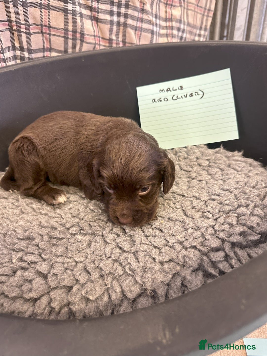 Cocker Spaniel dogs for sale: Two cocker spaniel litters - Image 13