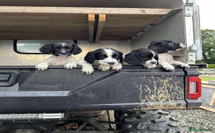 English Springer Spaniel dogs - Advert 3