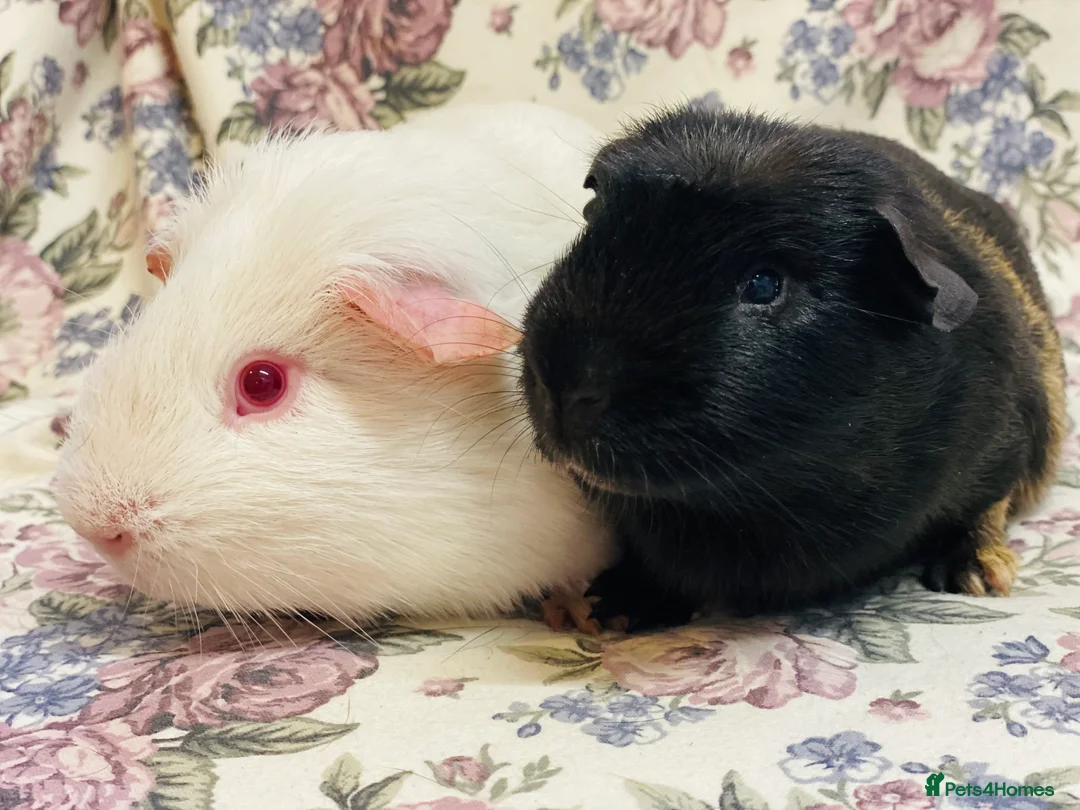 Guinea Pig rodents for sale: Pretty mix of male guineapig babies and youngsters - Advert 28