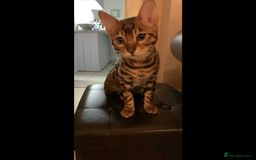 Bengal cats for sale: Bengal female  - Image 3
