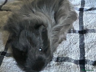 Guinea Pig rodents - Advert 25