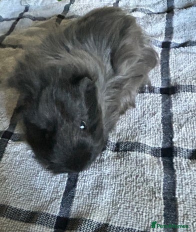 Guinea Pig rodents - Advert 14