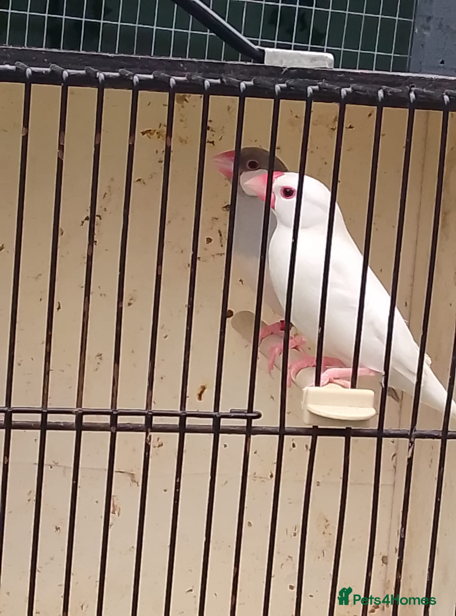 Finches birds Various finch  - Advert 3