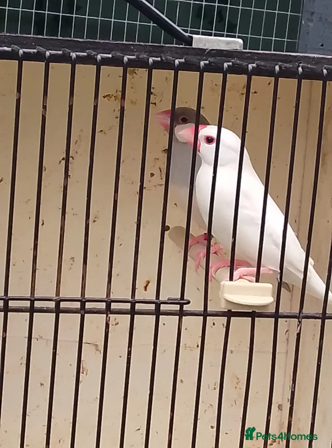 Finches birds for sale: Various finch  - Advert 1