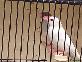 Finches birds Various finch - Advert 3