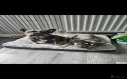 French Bulldog dogs for sale: 3 year old fenchie - Image 2