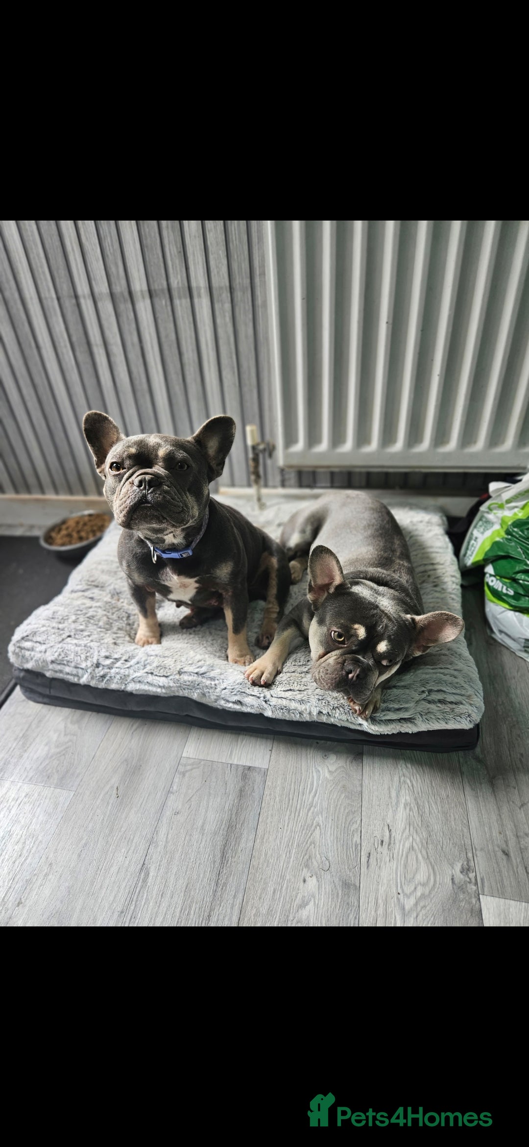French Bulldog dogs for sale: 3 year old fenchie - Image 2