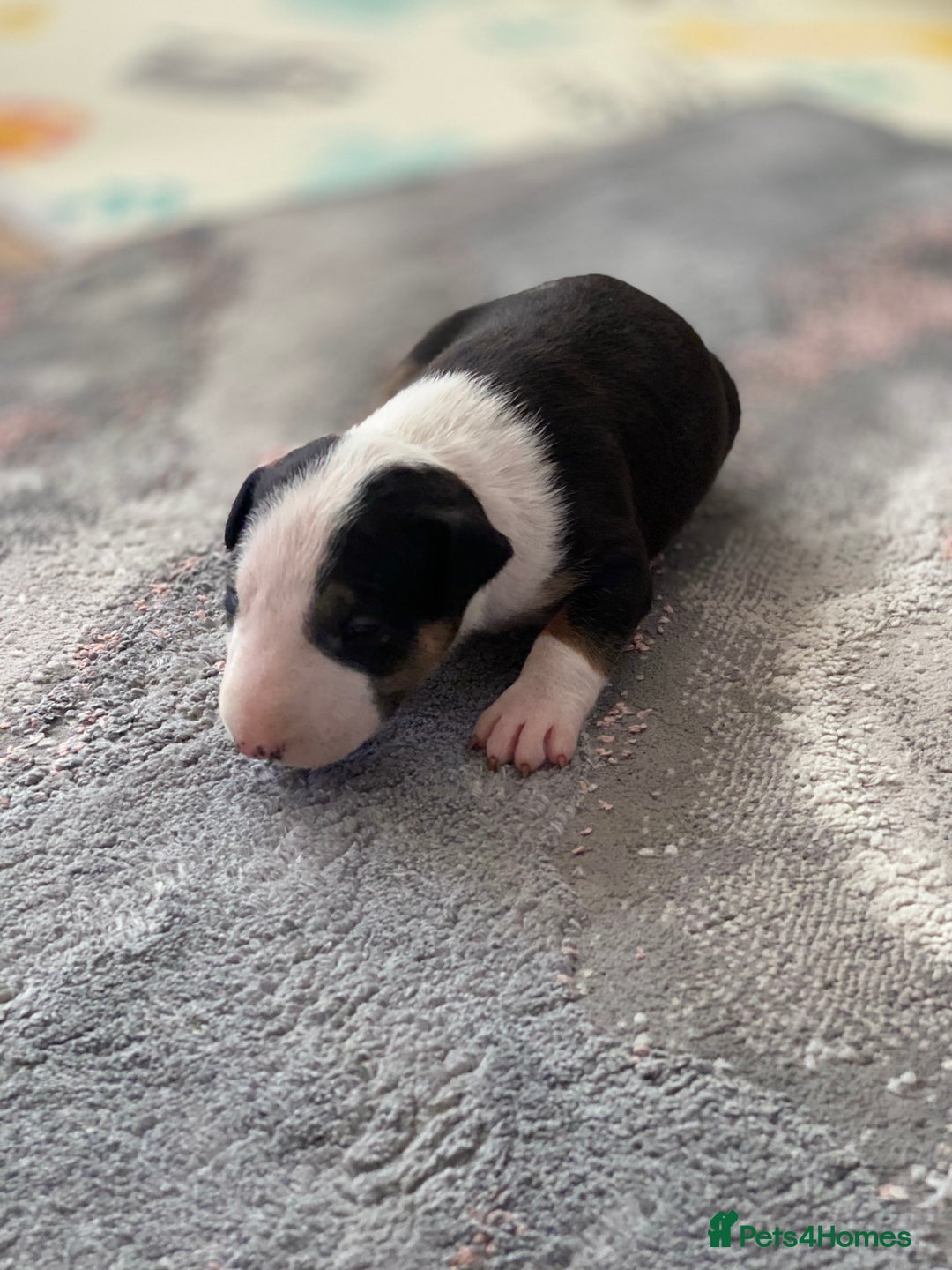 English Bull Terrier dogs for sale: English bull terrier puppy’s  - Image 19