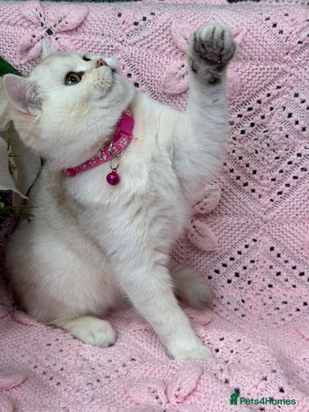 British Shorthair cats for sale: Adorable British sh silver shaded TICA - Advert 3