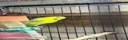Budgerigars birds for sale: Two Friendly Female Budgies for Sale - Advert 2