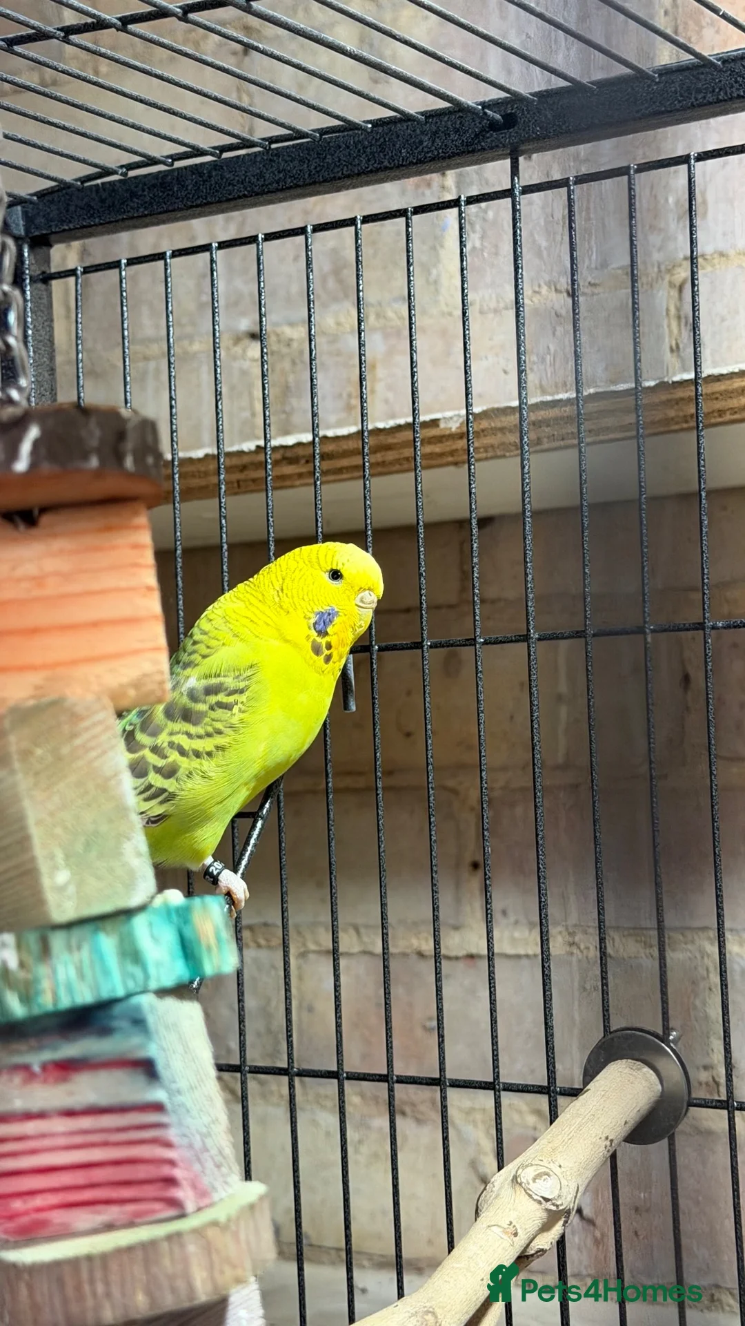 Budgerigars birds for sale: Two Friendly Female Budgies for Sale - Advert 2