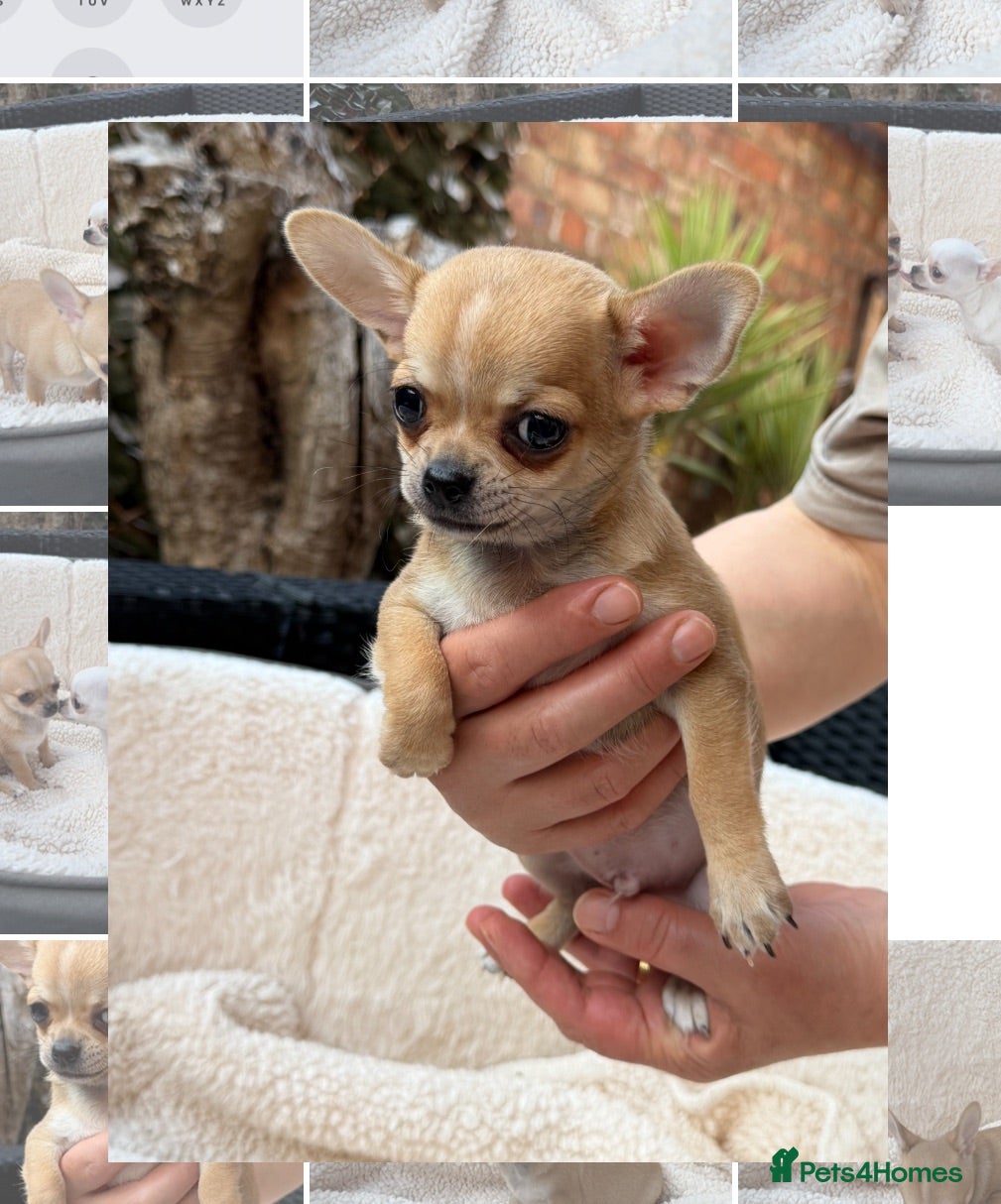 Chihuahua dogs  1 Gorgeous Brown Male pup left - Advert 1