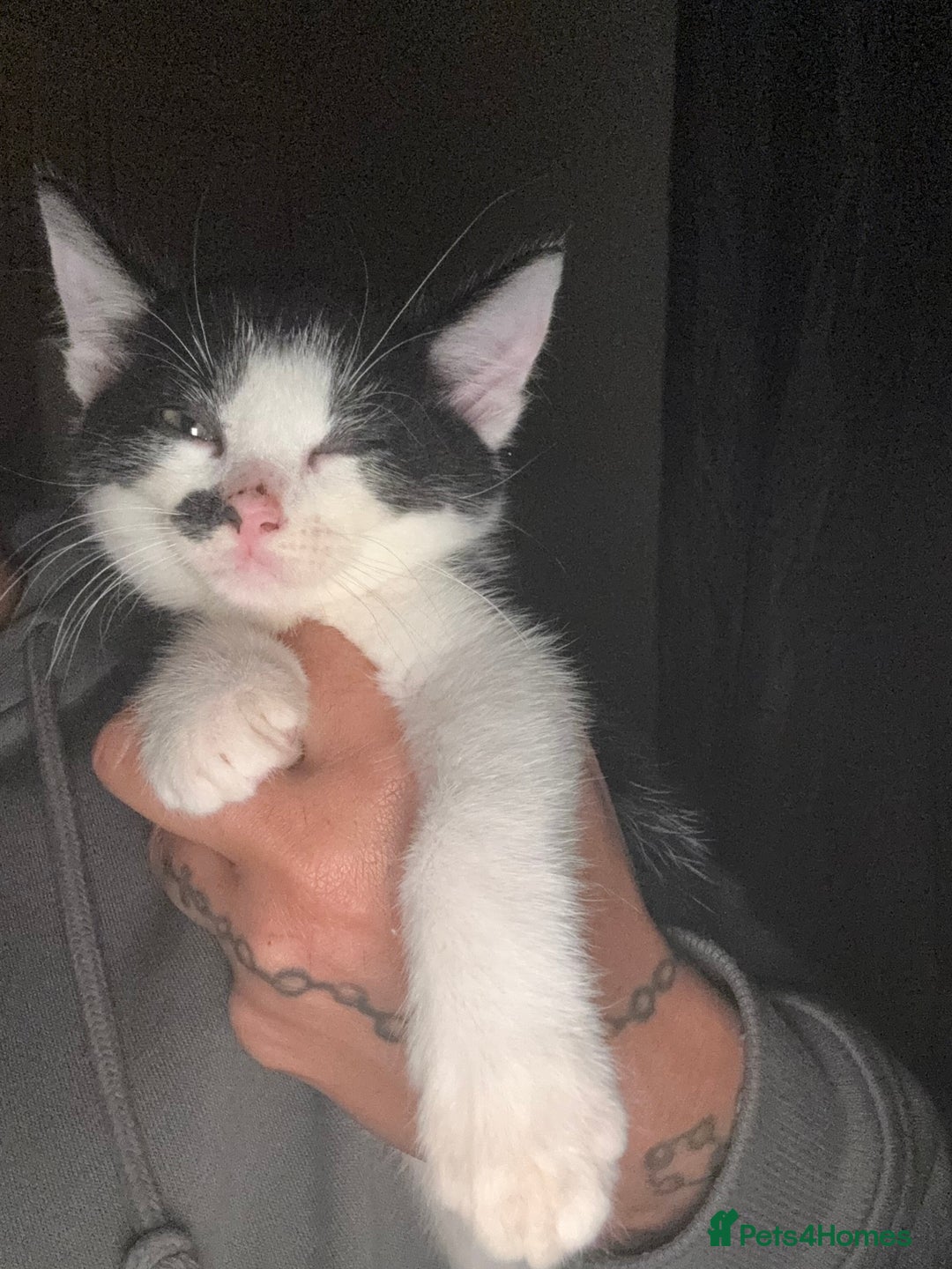 Mixed Breed cats for sale: Mixed Russian blue  - Advert 5