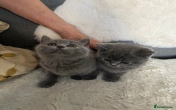 British Shorthair cats for sale: British shorthair KITTENS GIRLS-READY NOW - Image 9