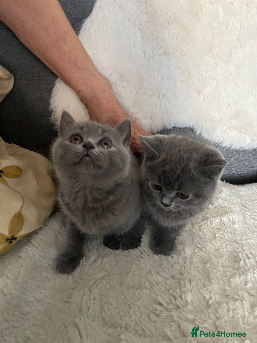 British Shorthair cats for sale: British shorthair KITTENS GIRLS-READY NOW - Image 9