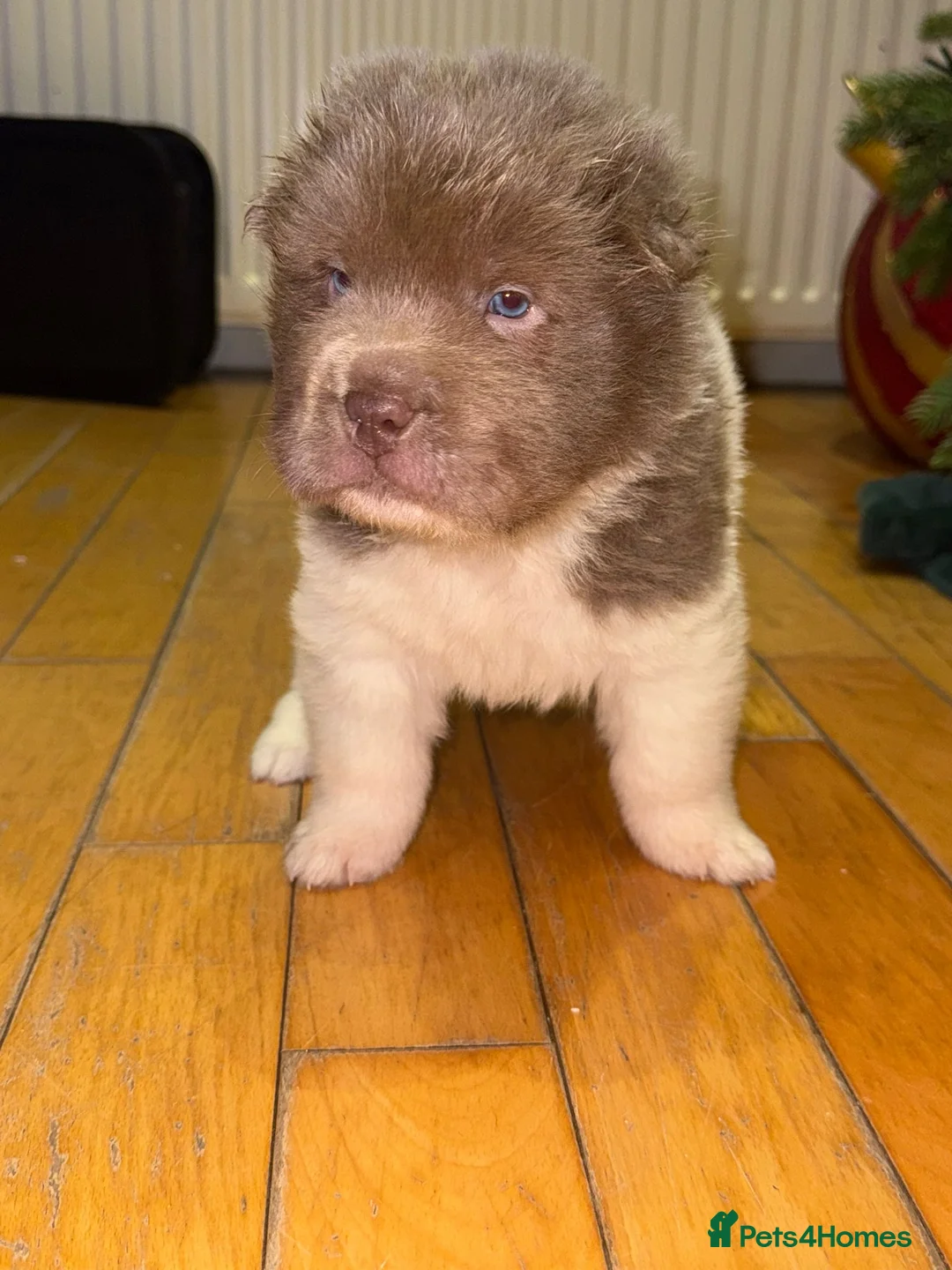 Shar Pei dogs for sale: ONLY 2 LEFT. OUTSTANDING KC BEAR & BRUSH PUPS - Advert 16