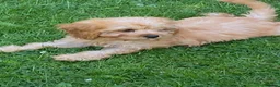 Cavapoo dogs for sale: F1 Cavapoo girl,Ready now. - Advert 3