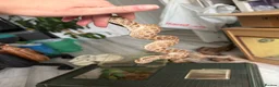 Mixed Breed reptiles for sale: Western Hognose snake and setup  in Eastleigh - Advert 1