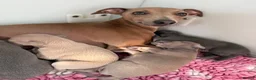 Italian Greyhound dogs for sale: KC reg Italian greyhounds - Advert 9