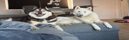 Siberian Husky dogs for sale: Siberian husky puppies - Advert 6