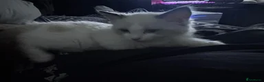 Milo