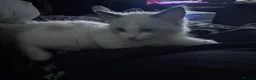 Ragdoll cats for sale: Cute Purebred Ragdoll in London - Advert 5