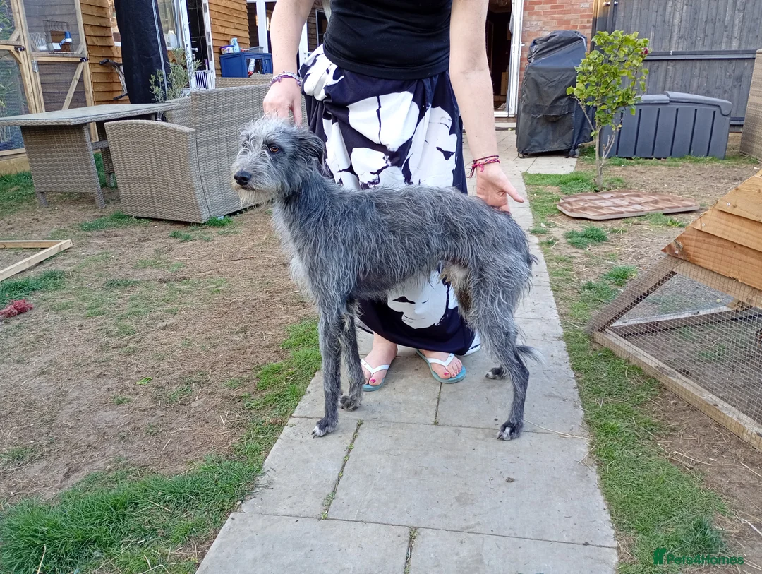 Lurcher dogs for sale: Bedlington lurcher whippets - Advert 11