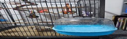 Parakeets birds for sale: Kakariki+Cage+toys+foods+bath+multivitamins+sprays - Advert 9