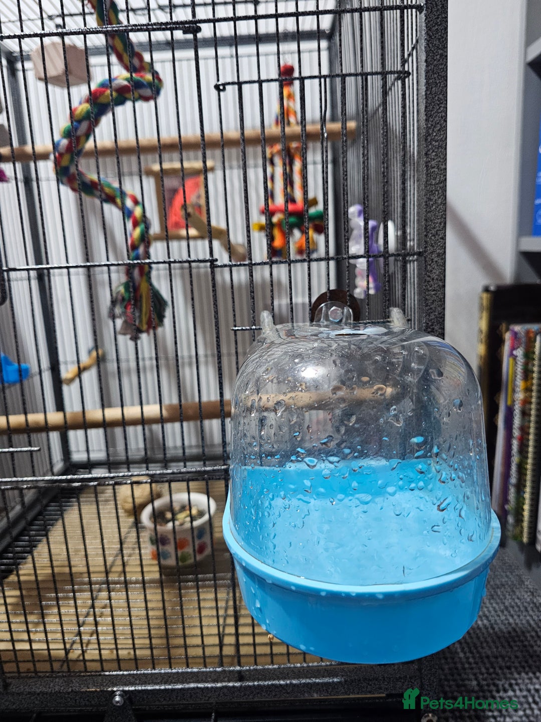 Parakeets birds for sale: Kakariki+Cage+toys+foods+bath+multivitamins+sprays - Image 9