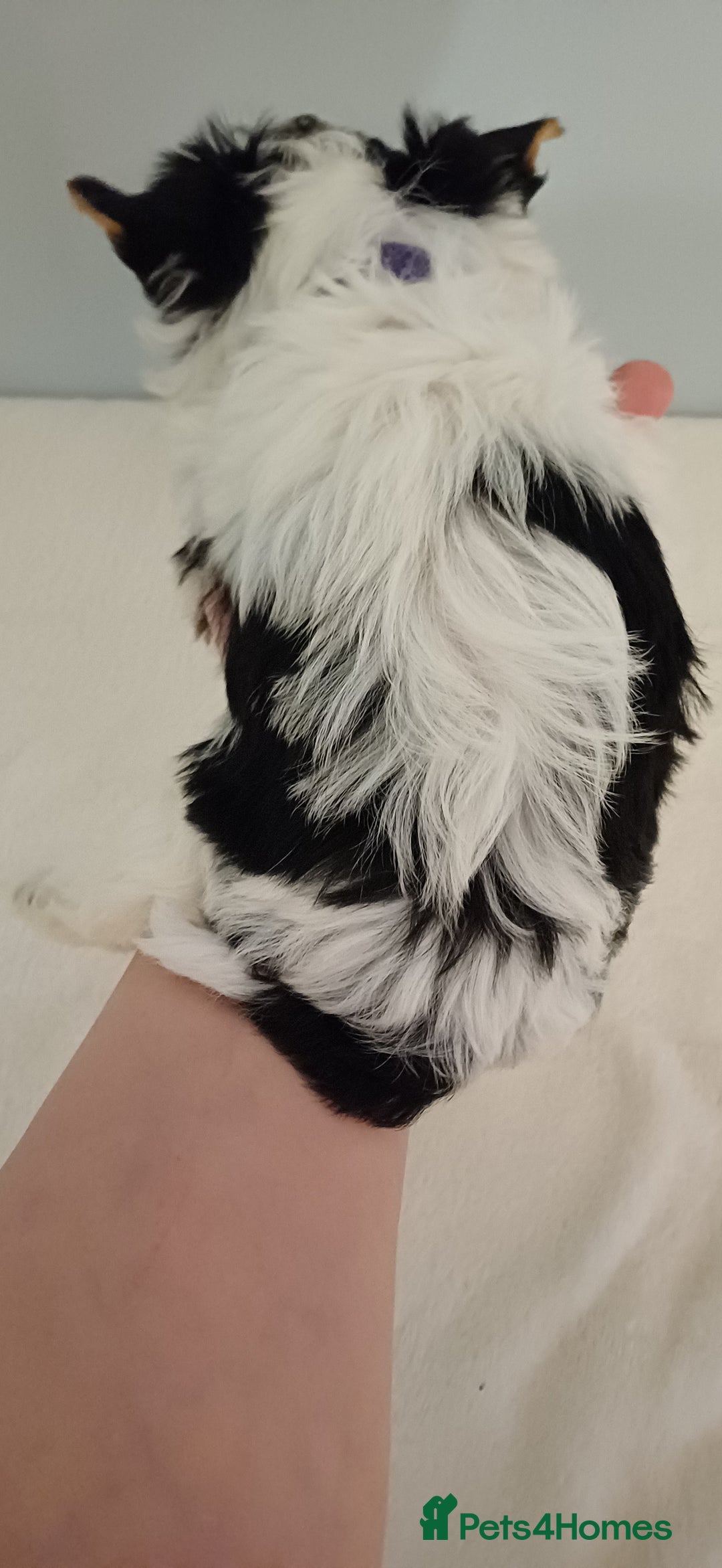 Yorkshire Terrier dogs for sale: 100% Biewer yorkshire-terrier Pedigree  - Advert 11