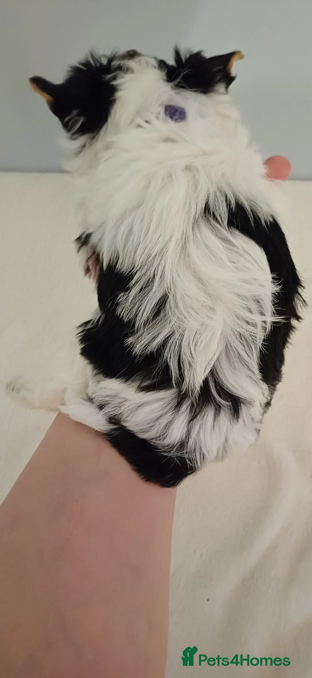 Yorkshire Terrier dogs for sale: 100% Biewer yorkshire-terrier Pedigree  - Advert 11