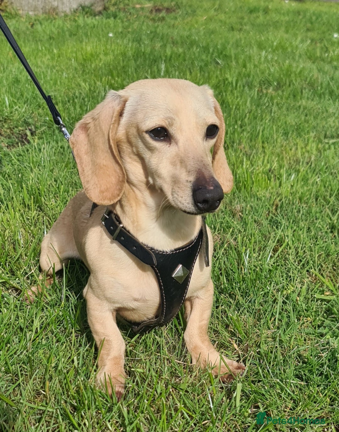 Miniature Dachshund dogs for sale: KC Daxi's health tested parents.READY - Image 36