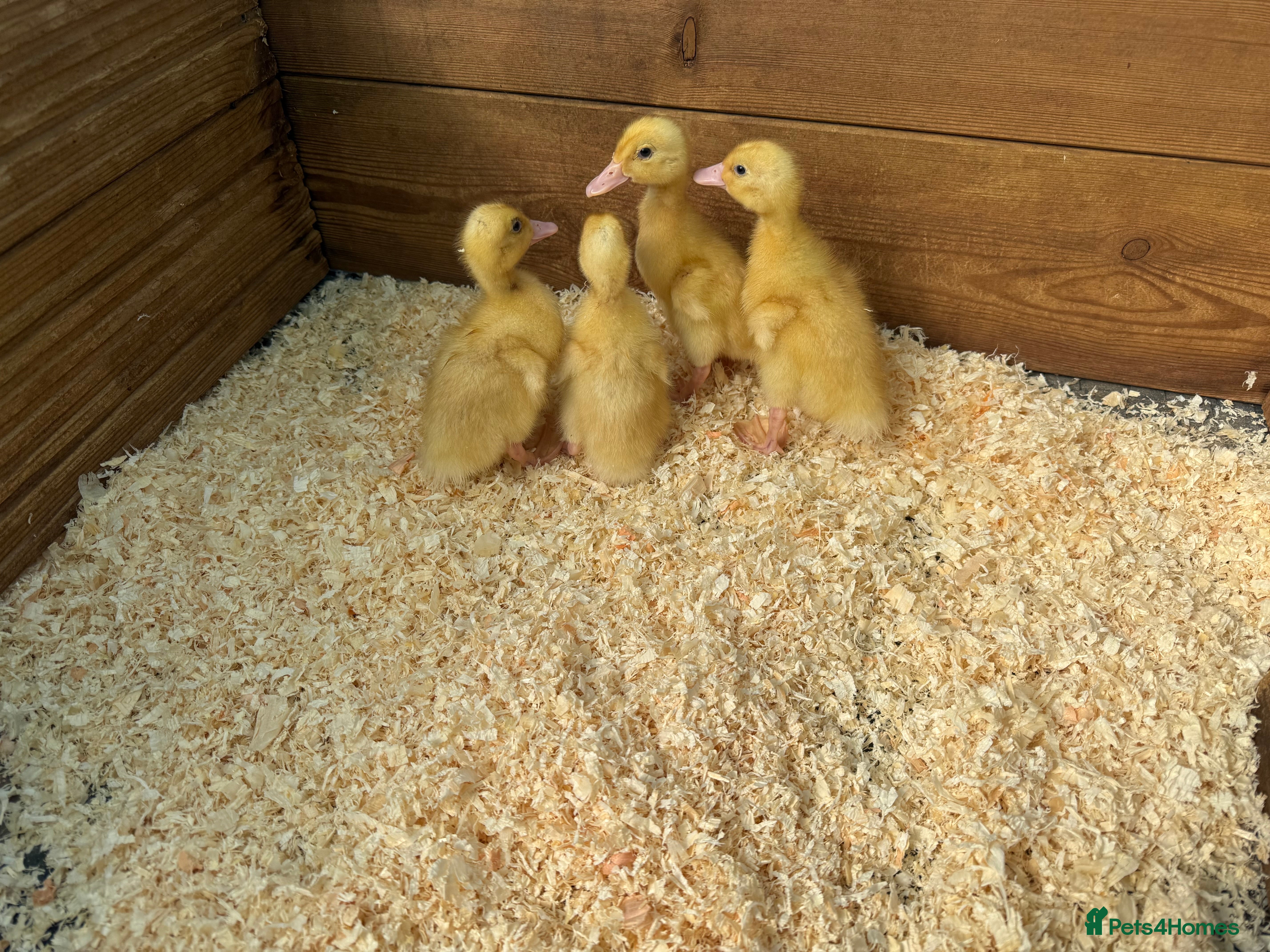 Ducks poultry Day old female ducklings  - Advert 2