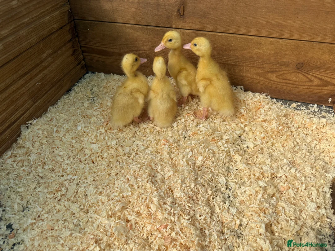 Ducks poultry for sale: Day old female ducklings  - Advert 2