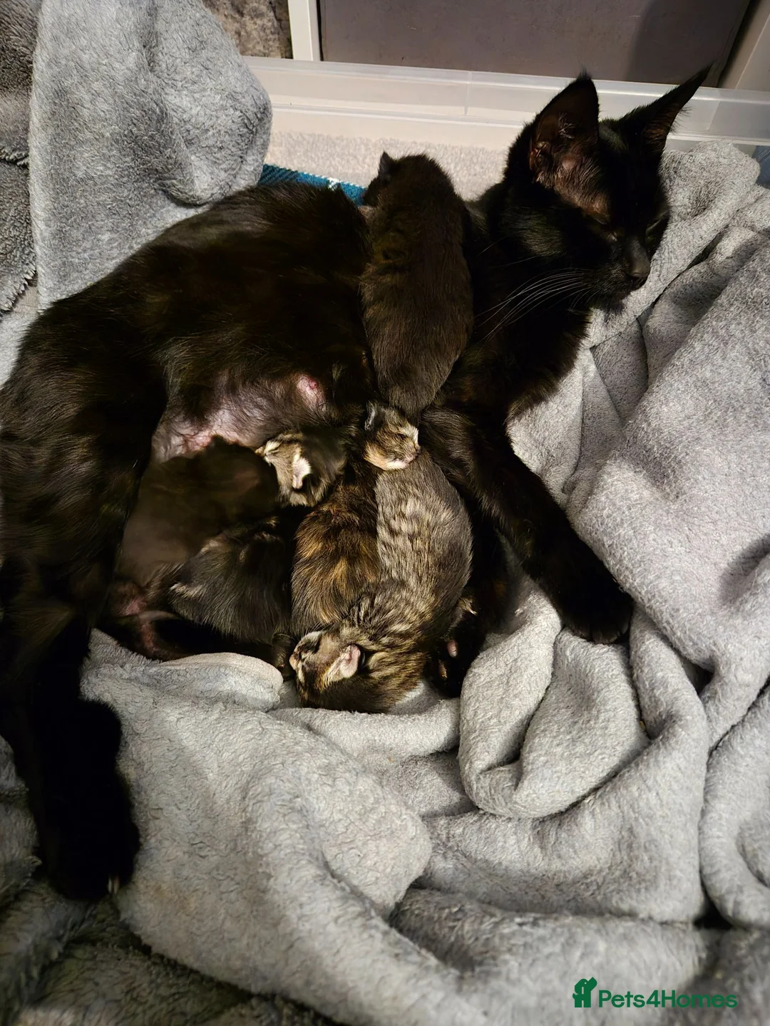 Domestic Shorthair cats for sale: Kittens - Advert 5