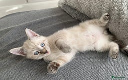 Mixed Breed cats for sale: 3 beautiful kittens - Image 1