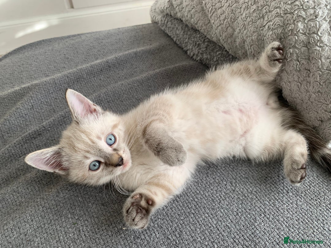 Mixed Breed cats for sale: 3 beautiful kittens - Image 1